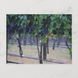 Cartão Postal Vinhas De Uvas