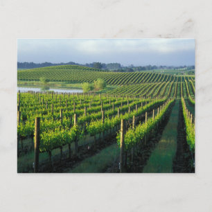 Cartão Postal Vinhas em fileiras organizadas na Napa, Califórnia