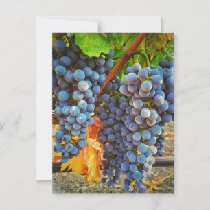 Cartão Postal Vinhas em Napa Valley