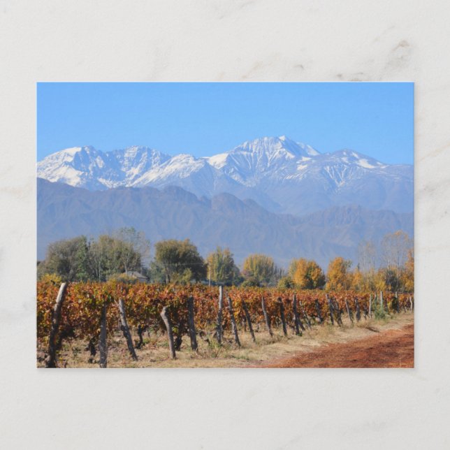 Cartão Postal Vinhas Na Queda De Mendoza, Argentina (Frente)
