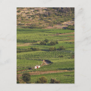 Cartão Postal Vinhas Smokvica em Korcula a partir da Toreta