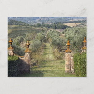 Cartão Postal Vinhas, Toscana, Itália