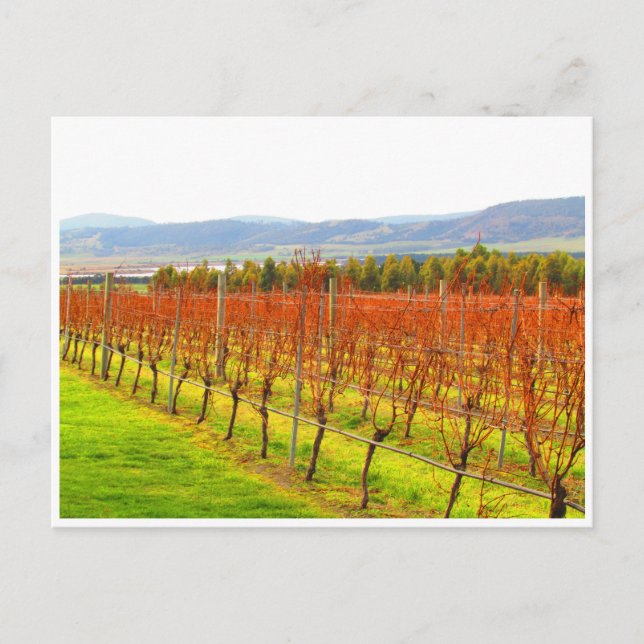 Cartão Postal vinhas vermelhas (Frente)