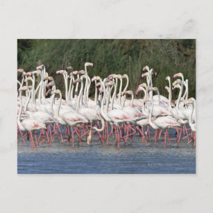 Cartão Postal Vinho de flamingos, França