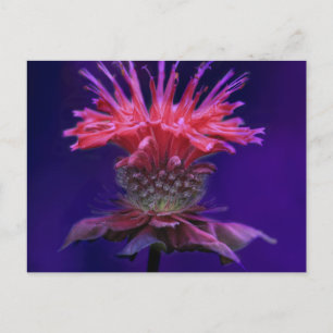 Cartão Postal Vinho de framboesa rosa Flor de Bálsamo de Abelha 