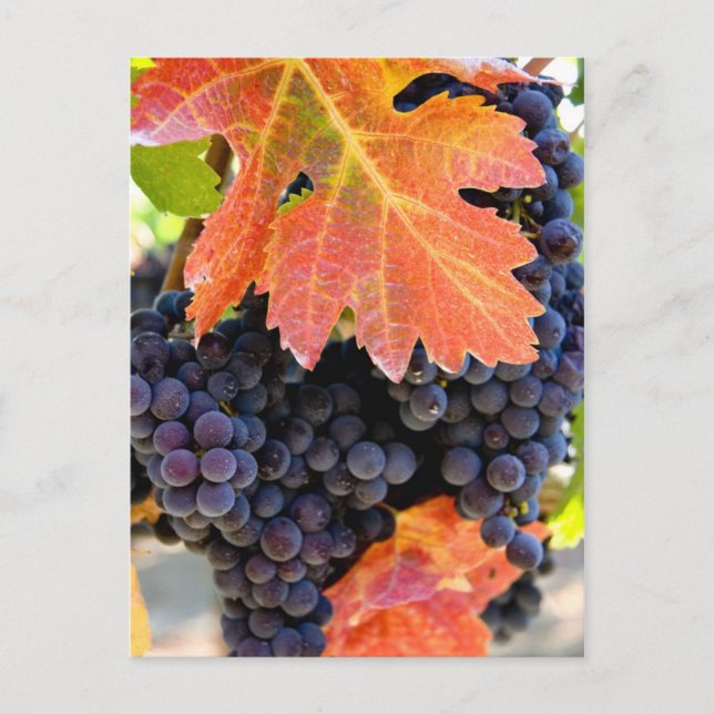Cartão Postal Vinho De Grama Seco (Frente)