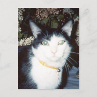 Cartão Postal Vinnie