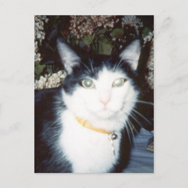 Cartão Postal Vinnie (Frente)