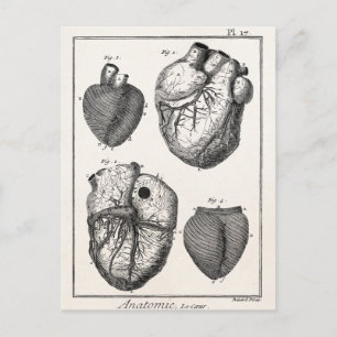 Cartão Postal Vintage 1800s Corações de Anatomia Cardíaca Ret