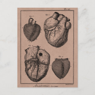 Cartão Postal Vintage 1800s Corações de Anatomia Cardíaca Ret