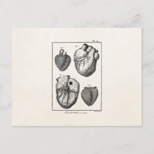 Cartão Postal Vintage 1800s Corações de Anatomia Cardíaca Ret
