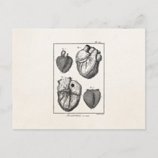 Cartão Postal Vintage 1800s Corações de Anatomia Cardíaca Retro