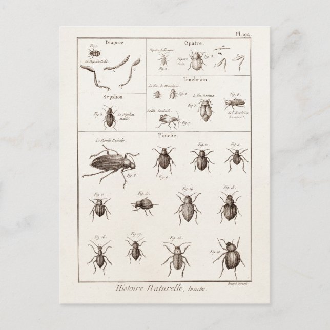 Cartão Postal Vintage 1800s Insetos Inseto Beetles Ilustração (Frente)