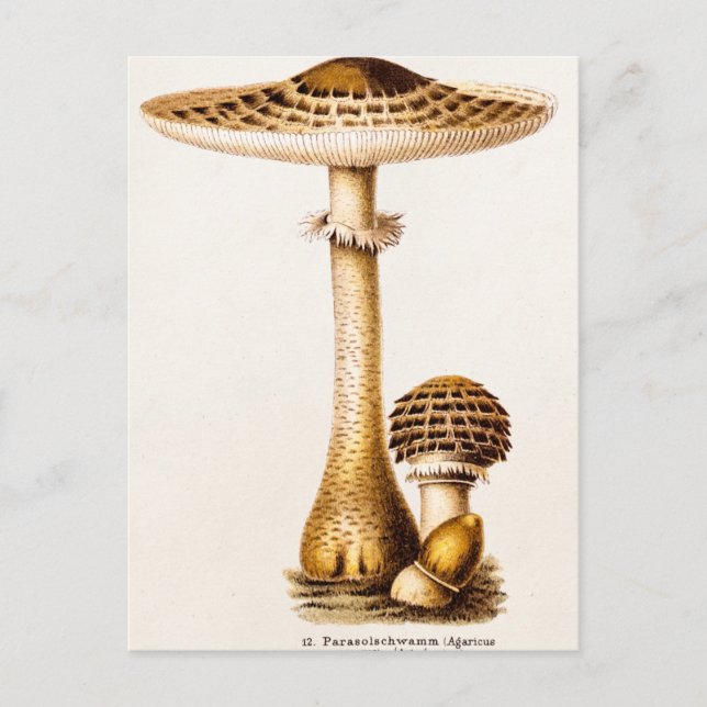 Cartão Postal Vintage 1800s Mushroom Agricus Modelo (Frente)