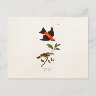 Cartão Postal Vintage 1800s Scarlet Tanager Bird Songbird Birds
