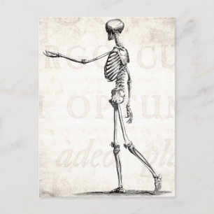 Cartão Postal Vintage 1800s Skeleton Antique Anatomy Skeletons