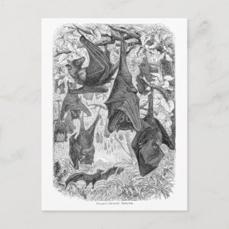 Cartão Postal Vintage 1800s Voando Fox Bat Retro Bats