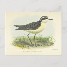 Cartão Postal Vintage 1875 Bird Drawing from Rua Helena