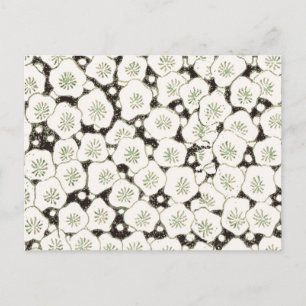 Cartão Postal Vintage 1902 Japonês Floral: Flor Branca Preta