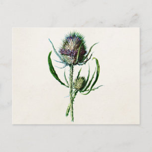 Cartão Postal Vintage 1902 Old Scottish Thistle Wild Flower
