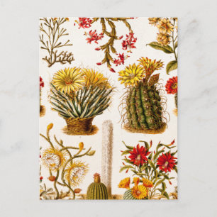 Cartão Postal Vintage 1911 Flor De Cactus Ilustração Floral An