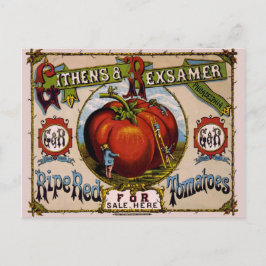 Cartão Postal Vintage Advertisement Ripe tomate vermelho