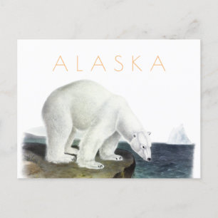 Cartão Postal Vintage Alaska viagem postal médio de urso polar c