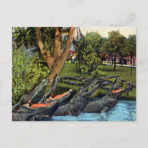 Cartão Postal Vintage alligator quartet Bayano River, Panamá