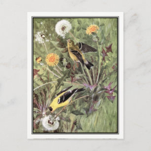 Cartão Postal Vintage American Goldfinch - Robert Bruce Horsfall