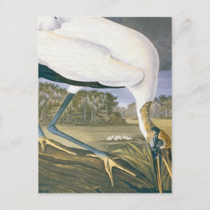 Cartão Postal Vintage American Storm por John James Audubon