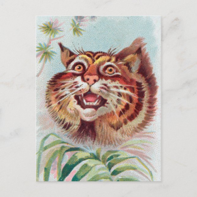 Cartão postal Vintage American Wild Cat (Frente)