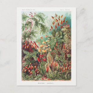 Cartão Postal Vintage Antique Nature Flowers Floresta Tropical