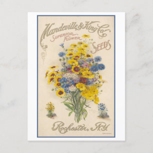 Cartão Postal Vintage Anúncio Mandeville Flower Seeds