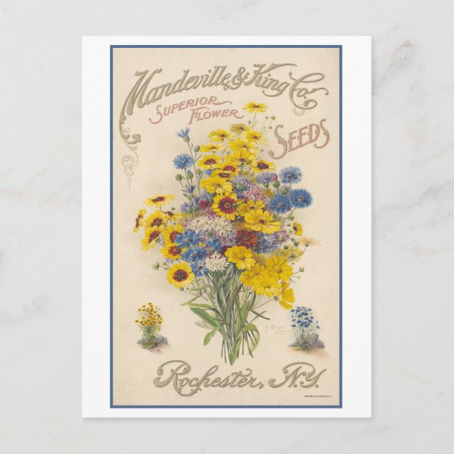 Cartão Postal Vintage Anúncio Mandeville Flower Seeds (Frente)