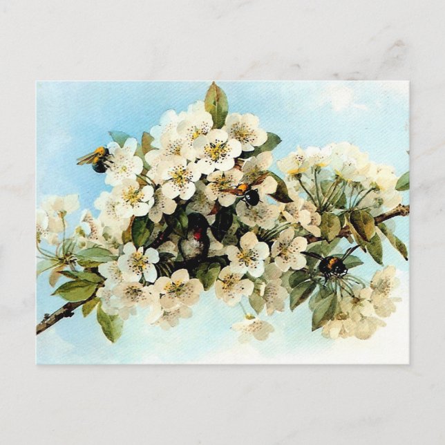 Cartão Postal Vintage Apple Blossoms (Frente)