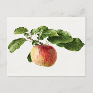 Cartão Postal Vintage Apple Fruta Watercolor Painting