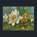 Cartão Postal Vintage, Aquatic Flower, Wife Birday<br><div class="desc">Vintage,  Aquatic Flower,  Wife Birthday Image utilizado neste item é uma licença de www.butterflywebgraphics.com</div>