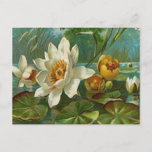 Cartão Postal Vintage, Aquatic Flower, Wife Birday