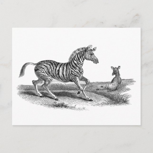 Cartão postal Vintage Art Zebra e Foto Animal (Frente)