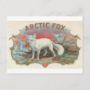 Cartão Postal Vintage Artic Fox