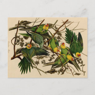 Cartão Postal Vintage Audubon Parrot