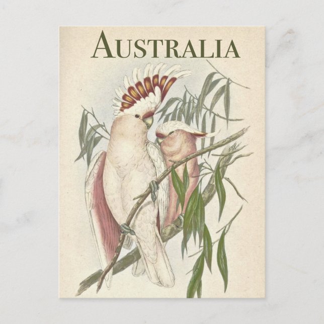 Cartão postal Vintage australiano Galah (Frente)