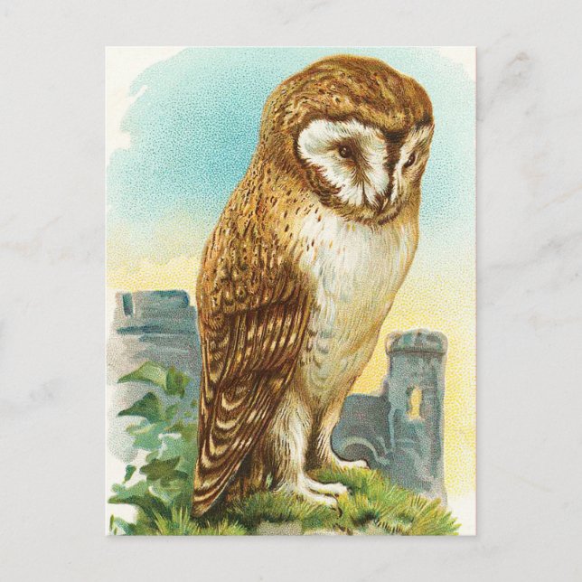Cartão Postal Vintage Barn Owl (Frente)