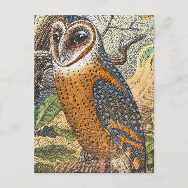 Cartão Postal Vintage Barn Owl Painting (Frente)