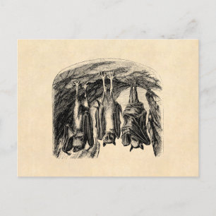 Cartão Postal Vintage Bat 1800s Voando Fox Bat