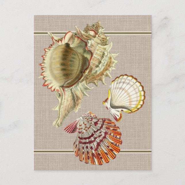 Cartão postal Vintage Beach Seashells (Frente)