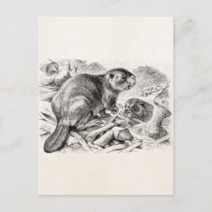 Cartão Postal Vintage Beaver Illustração Retroativa Beavers e