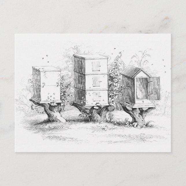 Cartão Postal Vintage Bee Boxes Honey (Frente)