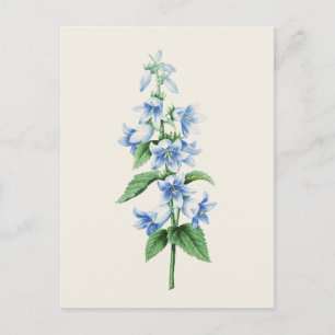 Cartão Postal Vintage Bellflower por Pierre Joseph Redoute