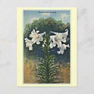Cartão Postal Vintage Bermuda Lily, Bermudas